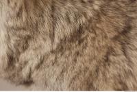 photo texture of fur 0017